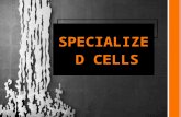 SPECIALIZED CELLS. DESCRIBE THE CELL'S SHAPE AND HOW IT HELPS IT DO IT JOB Introducing.