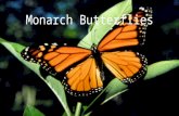 Monarch Butterflies. Introduction to my animal Welcome to my project about endangered species. The animal that I chose for this project was the Monarch.