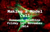 Making a Model Cell Homework Deadline Friday 14 th November 2014.
