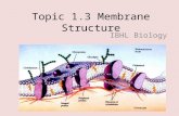 Topic 1.3 Membrane Structure IBHL Biology. Cell Membrane Cells are surrounded by a plasma membrane formed from a phospholipid bilayer. Before we explore.