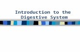 Introduction to the Digestive System. Digestive System n Large complex molecules broken down into simpler molecules n Long tube beginning with mouth and.