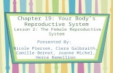 Chapter 19: Your Body’s Reproductive System Lesson 2: The Female Reproductive System Presented By: Nicole Pierson, Ciera Galbraith, Camille Bernot, Joanne.