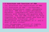 2 Structure and function of DNA (a) Structure and replication of DNA (i) Structure of DNA — nucleotides contain deoxyribose sugar, phosphate and base.