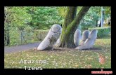 Amazing Trees Trees are the oldest and the largest living things on earth. Some are weird, some extraordinary, some gorgeous, and some shaped by the.