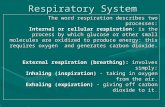 Respiratory System The word respiration describes two processes: The word respiration describes two processes: Internal or cellular respiration: is the.