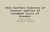 Stem Surface Injuries of several species of Columnar Cacti of Ecuador Annarita Macri Manhattan College.