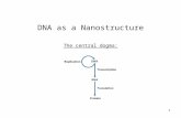 1 DNA as a Nanostructure The central dogma:. 2 The components of DNA and RNA: