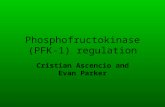Phosphofructokinase (PFK-1) regulation Cristian Ascencio and Evan Parker