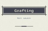 Grafting Matt Jakubik. History ancient technique practiced as early as 1,000 BC employed widely by the Romans centuries later.