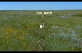 Cow path SUMMARY  ADAPTIVE SYSTEMS MUST HAVE:  REST  DISTURBANCE  BIODIVERSITY  GOOD RULES  RESPONSIBILTY.
