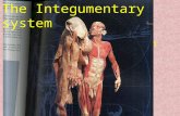 Integumentary system (skin) The Integumentary system.