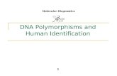 DNA Polymorphisms and Human Identification 1 Molecular Diagnostics.