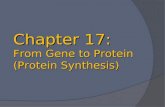 Chapter 17: From Gene to Protein (Protein Synthesis)