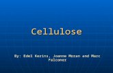Cellulose By: Edel Kerins, Joanne Moran and Marc Falconer.