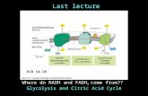 Last lecture Where do NADH and FADH 2 come from?? Glycolysis and Citric Acid Cycle ECB 14-10.