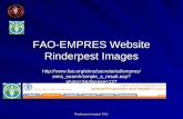 Rinderpest images/ FAO FAO-EMPRES Website Rinderpest Images  h/simple_s_result.asp?photo=3&disease=127.