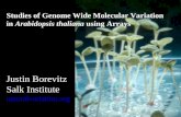 Studies of Genome Wide Molecular Variation in Arabidopsis thaliana using Arrays Justin Borevitz Salk Institute naturalvariation.org.