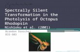 Spectrally Silent Transformation in the Photolysis of Octopus Rhodopsin Nishioku et al. (2001) Brandon Drescher BIO 603 .