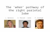 The ‘when’ pathway of the right parietal lobe L. Battelli A. Pascual - LeoneP. Cavanagh.