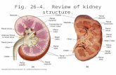 Fig. 26-4. Review of kidney structure.. Fig. 26-7. Cortical and juxtamedullary nephrons. Contrast their locations in the kidney. (Obj. 234)