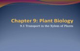 9.1 Transport in the Xylem of Plants. An Brief Intro to Plants All living organisms require chemical energy (ATP) to run the various chemical reactions.