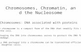 Chromosomes, Chromatin, and the Nucleosome Chromosomes: DNA associated with proteins 1.The chromosome is a compact form of the DNA that readily fits inside.