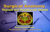 Surgical Anatomy Thyroid and Parathyroid Glands Bastaninejad Shahin MD, ORL&HNS, TUMS, Amiralam Hospital.
