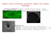 Multi-scale tissular-cellular model for wound healing Patrizia Bagnerini (Dime - Università di Genova, Italy) Luis Almeida (CNRS, Laboratoire J.L. Lions.