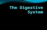 The Digestive System. Stages of Food Processing Ingestion Taking in of nutrients Digestion Breakdown of complex organic molecules into smaller components.