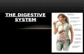 THE DIGESTIVE SYSTEM. THE MAIN FUNCTIONS OF THE DIGESTIVE SYSTEM Ingestion: The in take of food into the digestive tract through the mouth Mechanical.