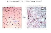 DEVELOPMENT OF CONNECTIVE TISSUE Mesenchyme Loose Connective Tissue Mesenchymal Cells Fibroblasts Fibers.