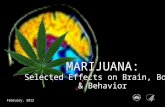 MARIJUANA: Selected Effects on Brain, Body & Behavior MARIJUANA: Selected Effects on Brain, Body & Behavior February, 2012.