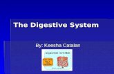 The Digestive System By: Keesha Catalan. Mouth  The mouth chews up the food in your mouth into tiny little pieces. Then it sends it down your esophagus.