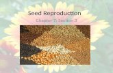 Seed Reproduction Chapter 7: Section 3. Importance of Seeds & Pollen Fruits and vegetables that we eat come from seed plants All flowers are produced.