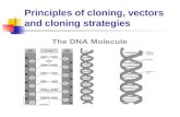 Principles of cloning, vectors and cloning strategies.