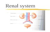Renal system. Learning objectives zTo outline the renal system; zTo describe the structure and function of nephron,processes of urine formation; zTo describe.