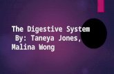 The Digestive System By: Taneya Jones, Malina Wong.