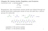 325 Chapter 25: Amino Acids, Peptides, and Proteins. monomer unit:  -amino acids Biopolymer: the monomeric amino acids are linked through an amide bond.