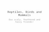 Reptiles, Birds and Mammals Our scaly, feathered and hairy friends!
