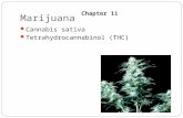 Marijuana Cannabis sativa Tetrahydrocannabinol (THC) Chapter 11.