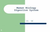 1 Human Biology Digestive System Ch. 38. 2 True or False 1. Your mouth digests sugar only. 2. Your large intestine is involved in digestion of fat. 3.