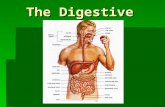 The Digestive System. 1.Digestion  The mechanical and chemical breakdown of food into molecules that can be absorbed across the lining of the small intestine.