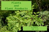 Plants and Plant Products Science SOL 2.8. Plants provide many useful products and materials, which benefit human beings as well as other living things.