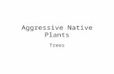 Aggressive Native Plants Trees. Big-toothed aspen (Populus grandidentata)