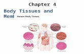 Chapter 4 Body Tissues and Membranes. * tissue = specialized cells of one type that performs a common function performs a common function * study of tissues.