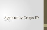 Agronomy Crops ID FFA Studyguide. Alfalfa PlantSeed.