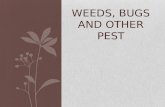 WEEDS, BUGS AND OTHER PEST. Vertebrate Pest: organisms with backbones Includes fish, amphibians, reptiles, birds and mammals. Most damaging to crops are.