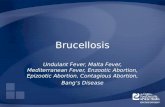 Brucellosis Undulant Fever, Malta Fever, Mediterranean Fever, Enzootic Abortion, Epizootic Abortion, Contagious Abortion, Bang’s Disease.