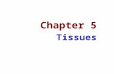 Chapter 5 Tissues. Introduction: A. Cells are organized in layers or groups to form tissues, the study of which is called histology. 2.