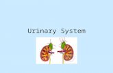 Urinary System. Functions Maintains homeostasis in blood by: 1.Regulating : – blood pressure by blood volume – ion, e.g. +, K +, & 2+ – blood by maintaining.